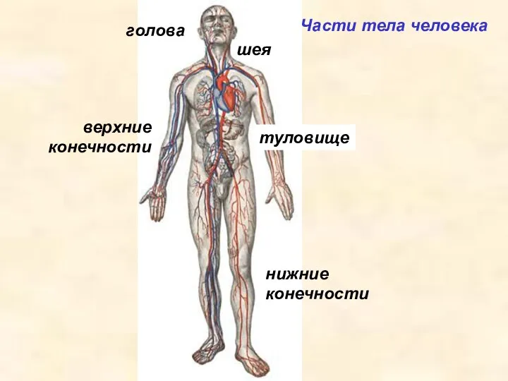 Части тела человека шея туловище верхние конечности нижние конечности голова