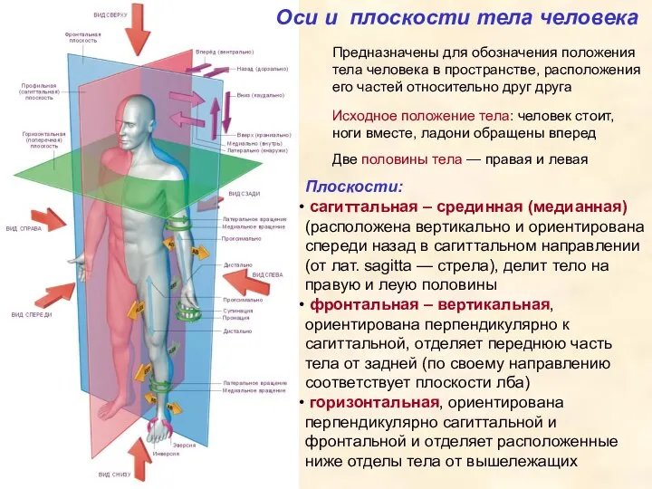 Оси и плоскости тела человека Предназначены для обозначения положения тела человека