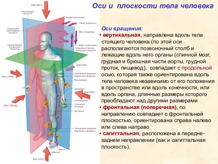 Оси и плоскости тела человека Оси вращения: вертикальная, направлена вдоль тела