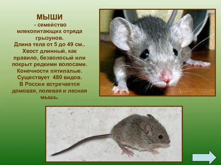 Мыши - семейство млекопитающих отряда грызунов