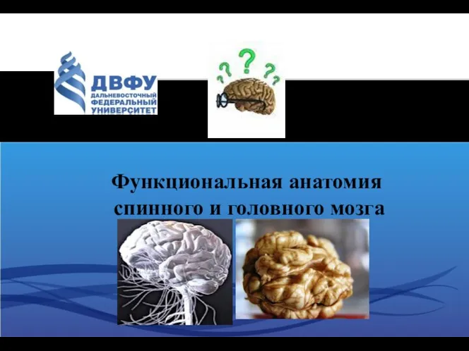 Функциональная анатомия спинного и головного мозга