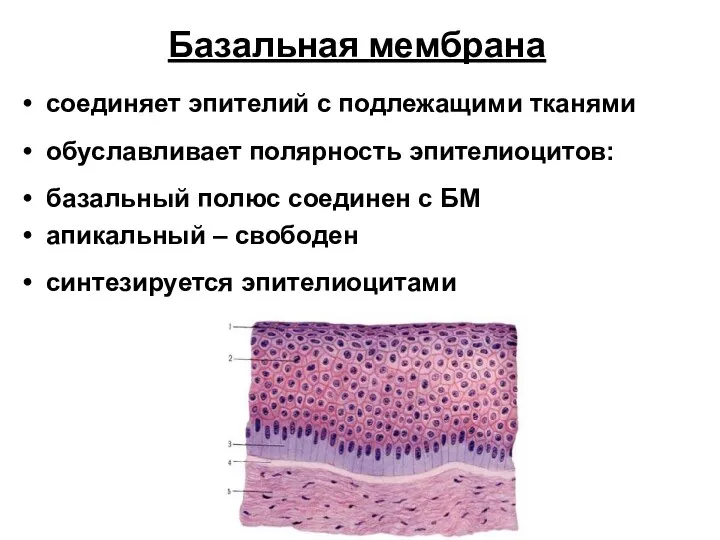 Базальная мембрана соединяет эпителий с подлежащими тканями обуславливает полярность эпителиоцитов: базальный
