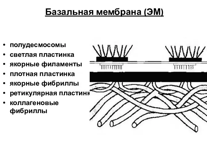 Базальная мембрана (ЭМ) полудесмосомы светлая пластинка якорные филаменты плотная пластинка якорные фибриллы ретикулярная пластинка коллагеновые фибриллы