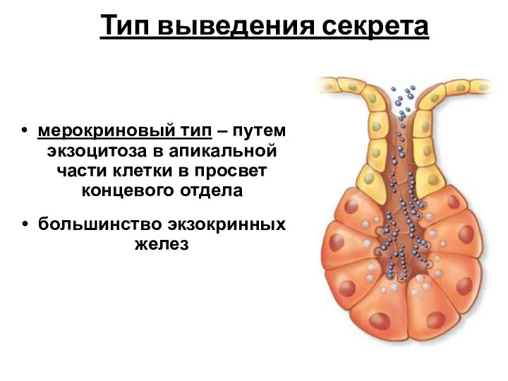 Тип выведения секрета мерокриновый тип – путем экзоцитоза в апикальной части