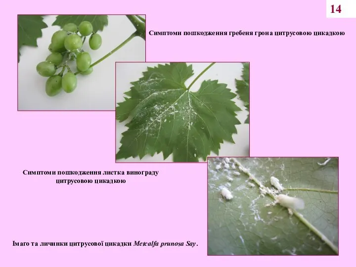 14 Симптоми пошкодження гребеня грона цитрусовою цикадкою Симптоми пошкодження листка винограду