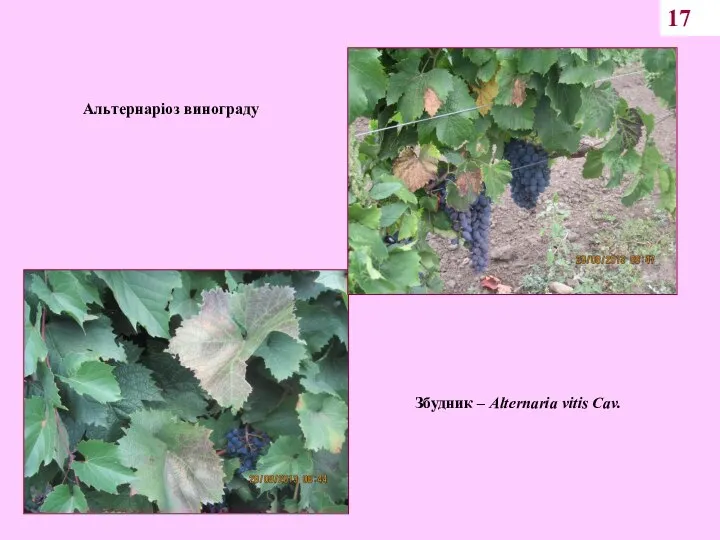 17 Альтернаріоз винограду Збудник – Alternaria vitis Cav.